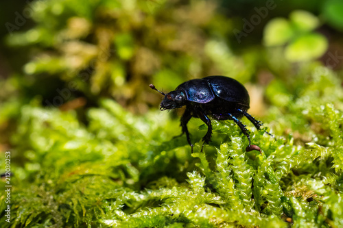 Forest dung beetle walking on moss