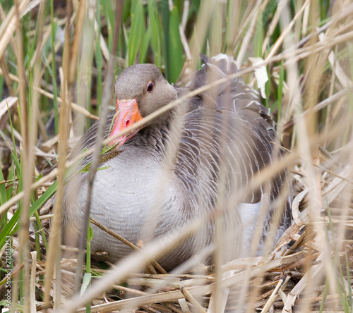Greylag goose sitting on a nest