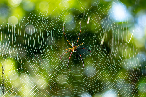 Spider on cobweb in garden.