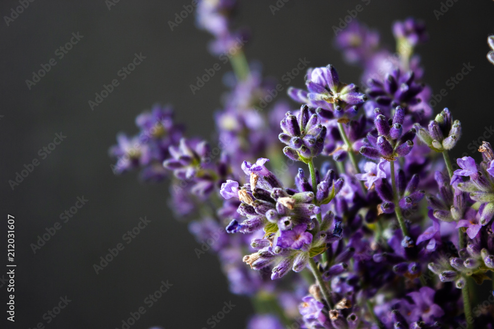 Flowers of lavender on a black background. Lavandula. Flowers of lavender on a black background. Lavandula.