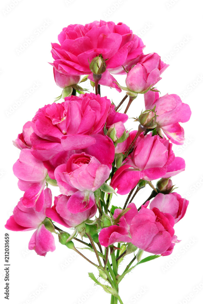 Strange unusual bouquet of a real June pink mini roses flowers
