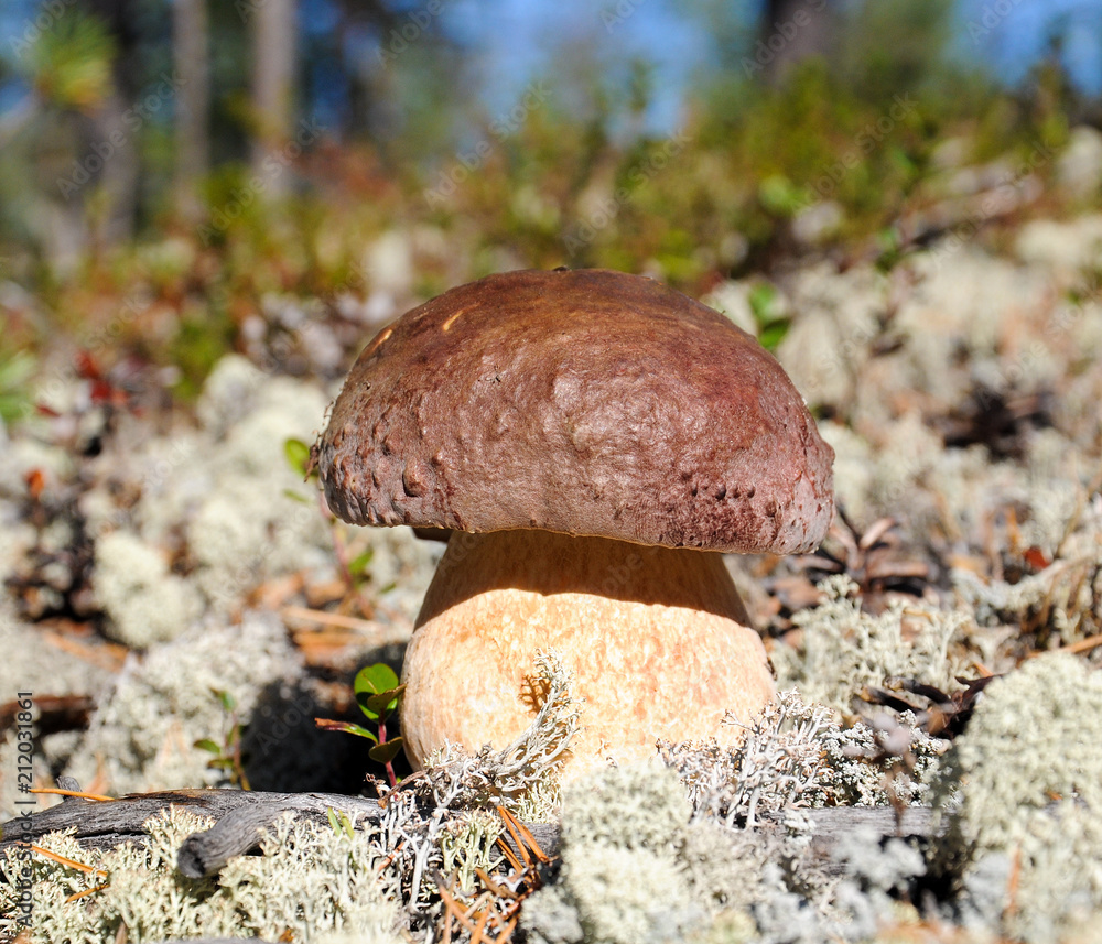 Mushroom in the forest.