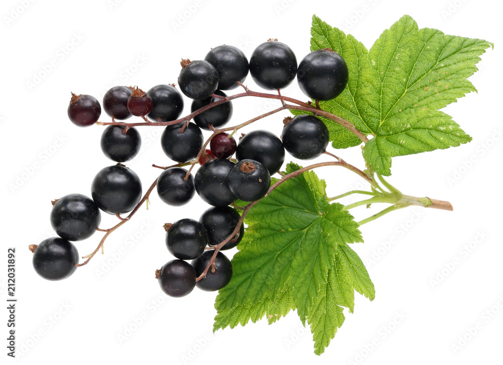 Crop of real garden fruit of black currant with leaves and twigs Crop of real garden fruit of black currant with leaves and twigs
