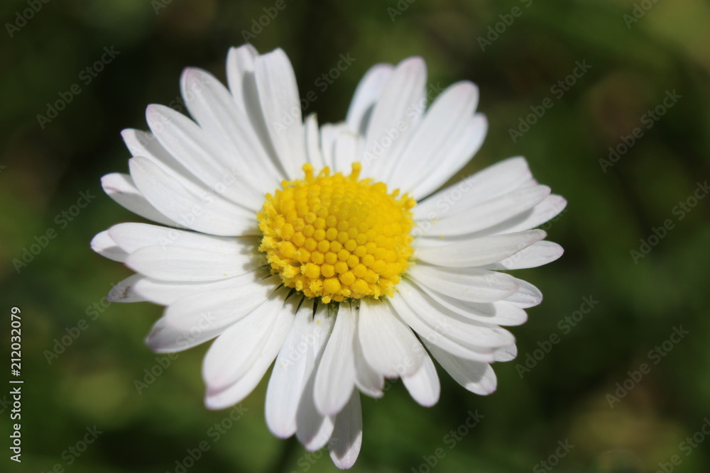 Gänseblümchen Gänseblümchen