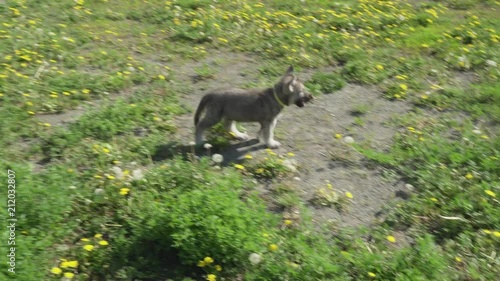 Beautiful amusing puppies of Saarloos wolfhound playing on green lawn in the park stock footage video photo