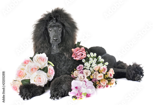 black standard poodle