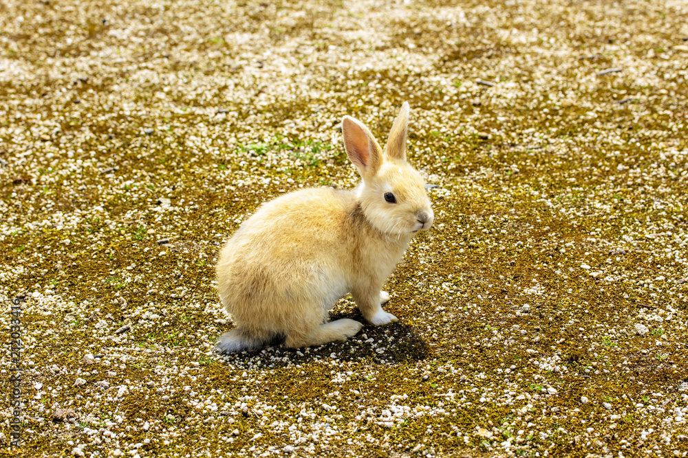 横向きに座るかわいい子うさぎ Stock Photo Adobe Stock