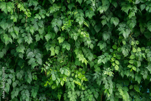 Green leaves wall