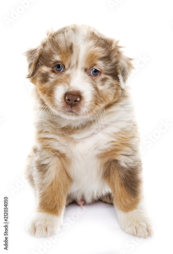 puppy australian shepherd