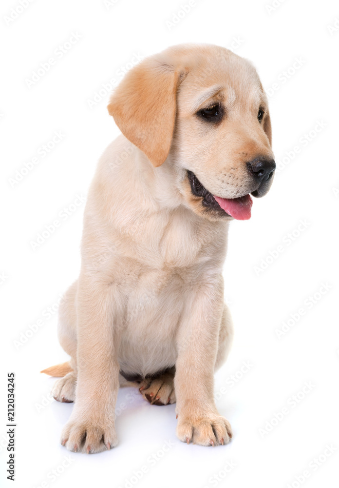 puppy labrador retriever puppy labrador retriever