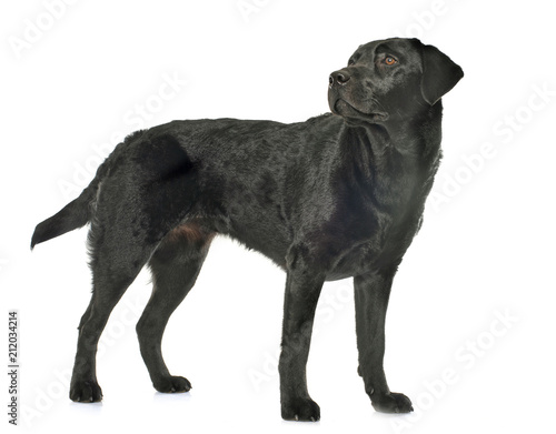 female black labrador retriever