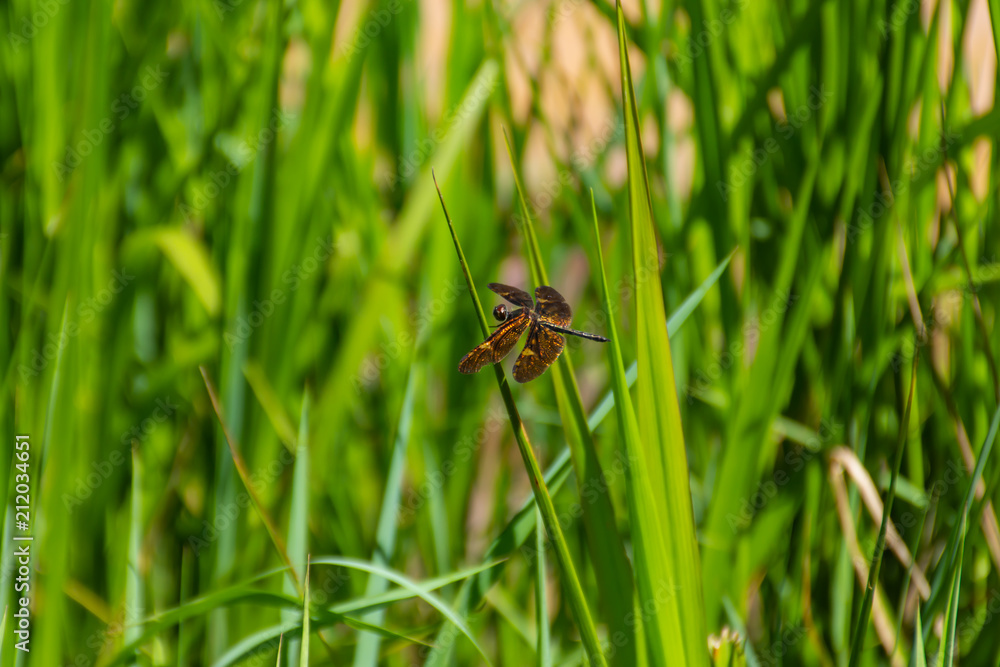 Fototapeta premium Brown dragonfly on the grass.