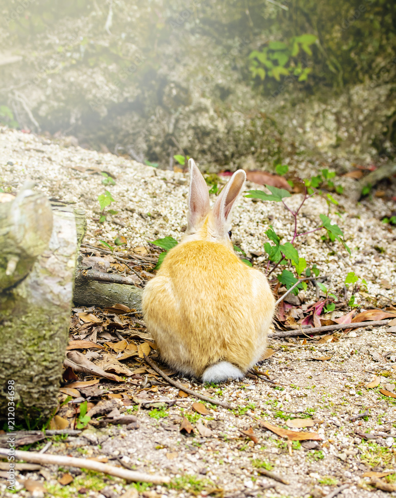 後向きに座るかわいいうさぎ Stock 写真 Adobe Stock