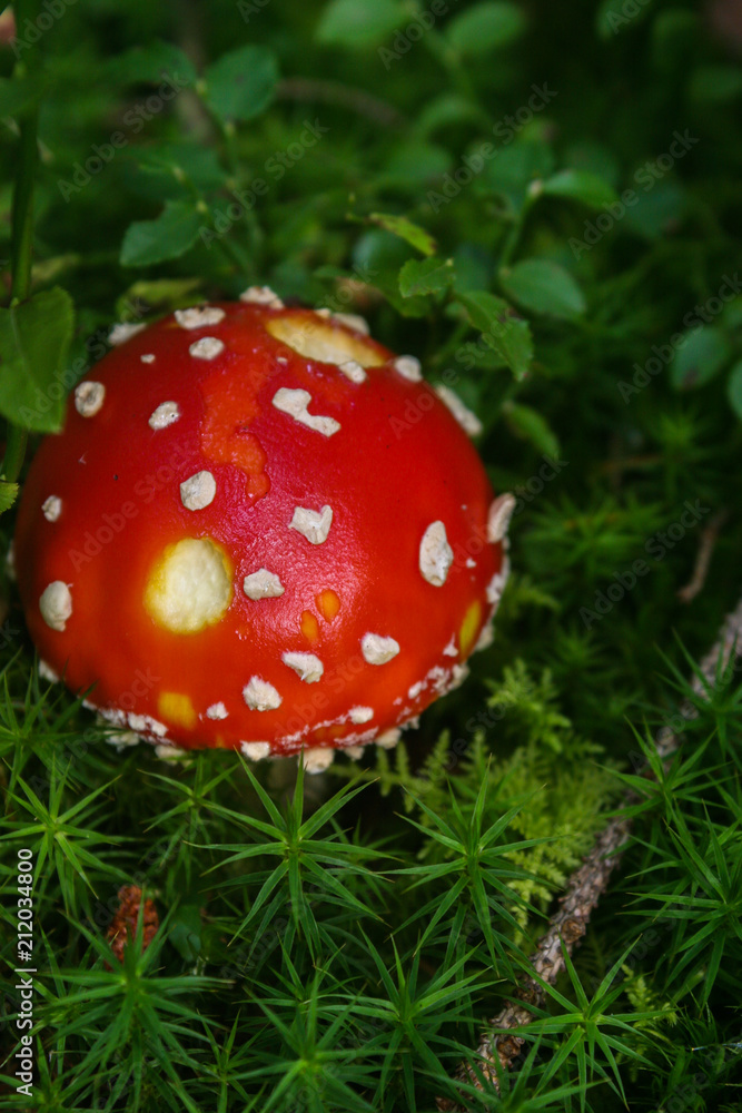 Red mushrooms in the forest. Amanita muscaria Red mushrooms in the forest. Amanita muscaria