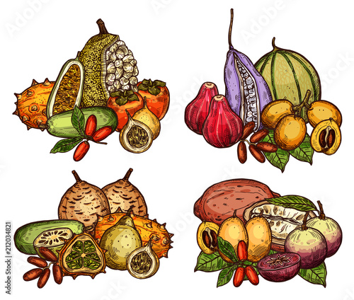 Exotic fruit and berry of tropical tree sketch