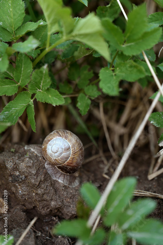 Snail in wilderness