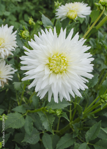 Dahlia cactus white  flower photo