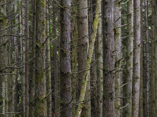 western hemlock and douglas fir conifers forest closeup in british columbia canada