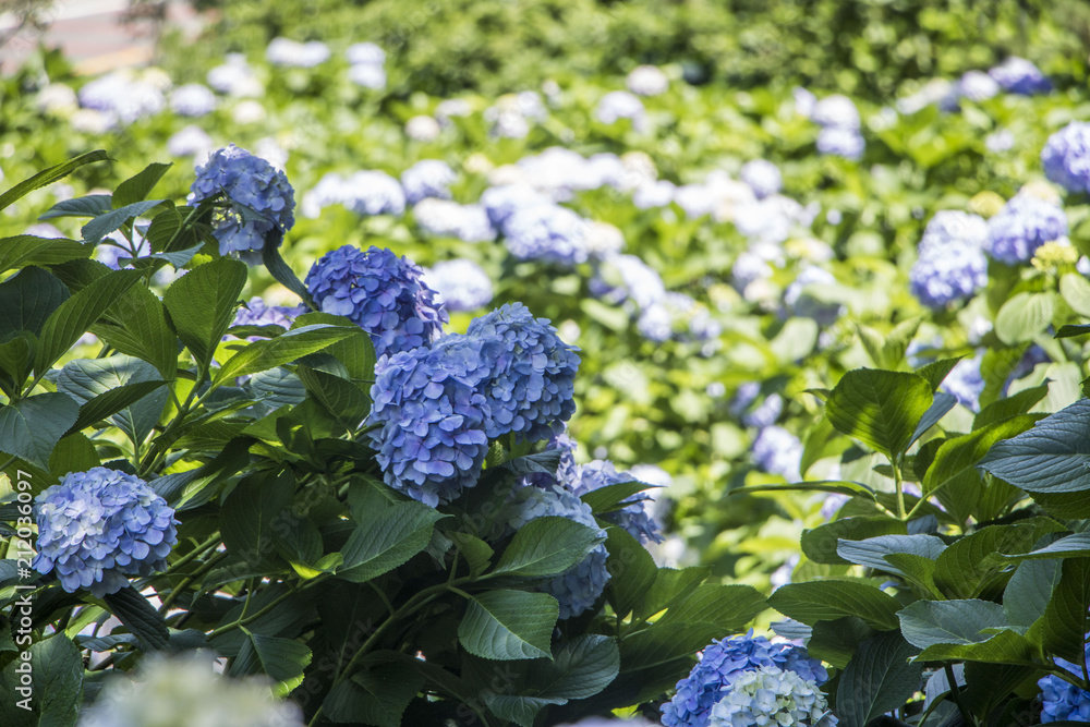 hydrangea blue hydrangeas summer