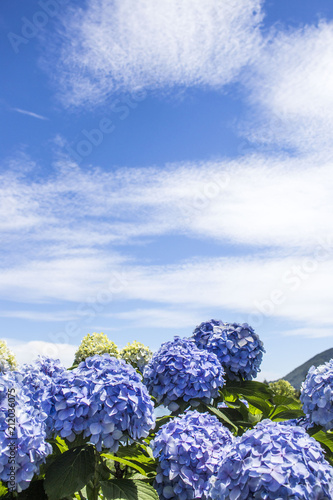 hydrangea blue hydrangeas summer. Sky