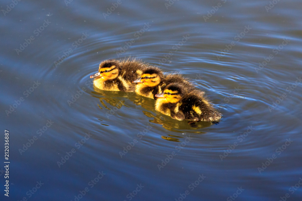Little ducklings swim on the surface of the lake Little ducklings swim on the surface of the lake