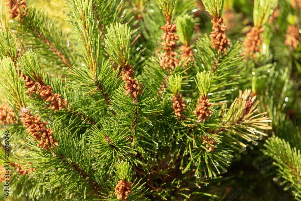 Green branch of a coniferous tree in raindrops