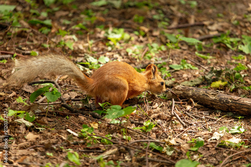 Squirrel runs on the ground in the park © schankz