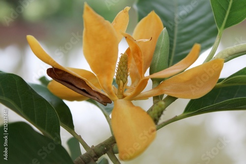 Bud and blooming Champaka flower (Also called as Michelia alba champak, Michelia champaca, Magnoliceae hybrid champaka, champak, Magnolia champaka) on the tree.It is a large evergreen tree. photo