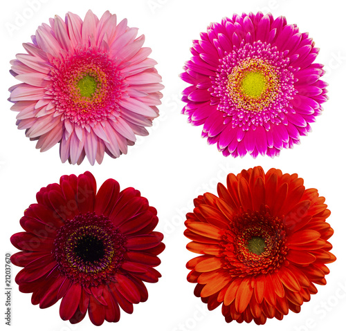 set gerbera isolated a white background