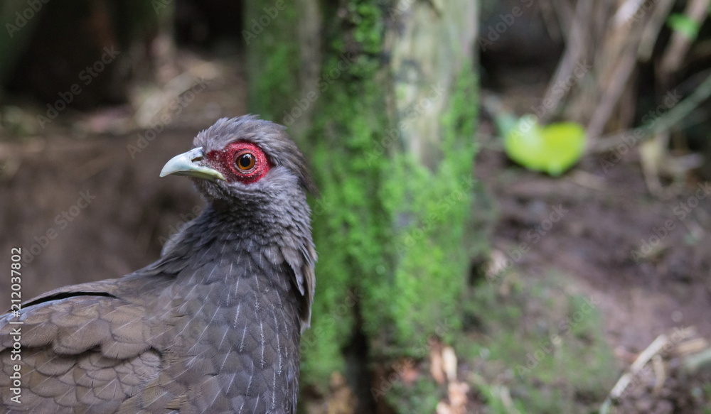 Close up portrait image of an adult female silver pheasant (Lophura nycthemera) Close up portrait image of an adult female silver pheasant (Lophura nycthemera)