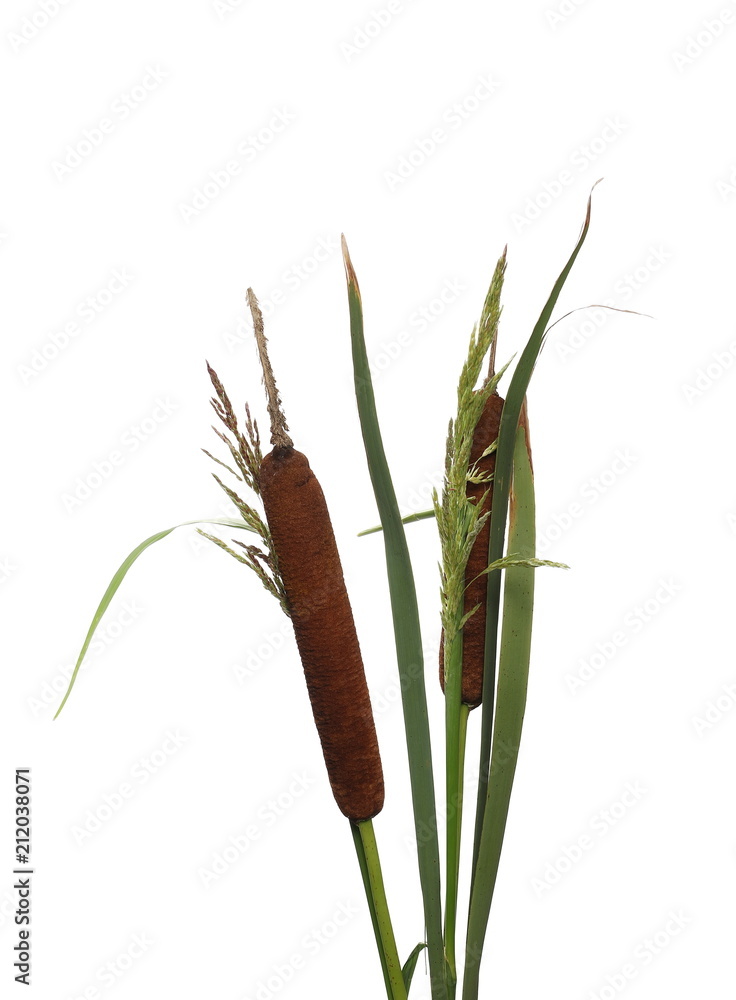 Common bulrush, reeds isolated on white background, clipping path Common bulrush, reeds isolated on white background, clipping path