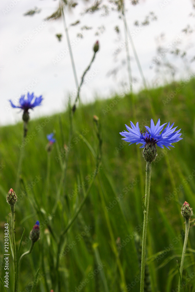 Flowers blue cornflower on a wheat field.Centaurea cyanus. Flowers blue cornflower on a wheat field.Centaurea cyanus.