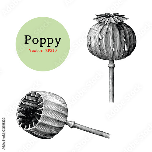 Poppy hand drawing vintage clip art isolated on white background