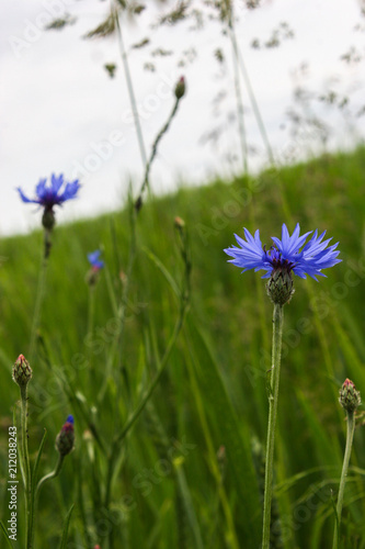 Flowers blue cornflower on a wheat field.Centaurea cyanus.