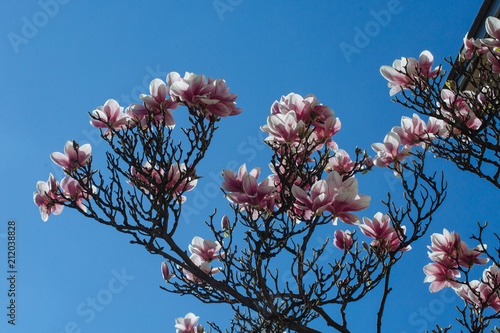 Spring floral background with magnolia flowers. photo