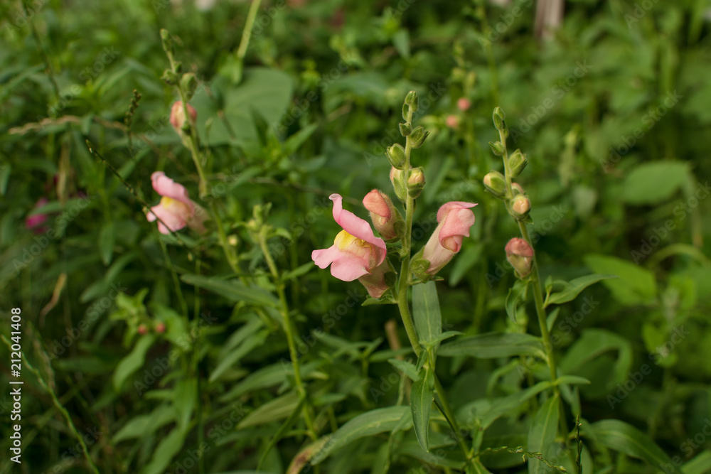 Closeup of rose flowers Antirrhinum majus in the garden . soft focus. Closeup of rose flowers Antirrhinum majus in the garden . soft focus.