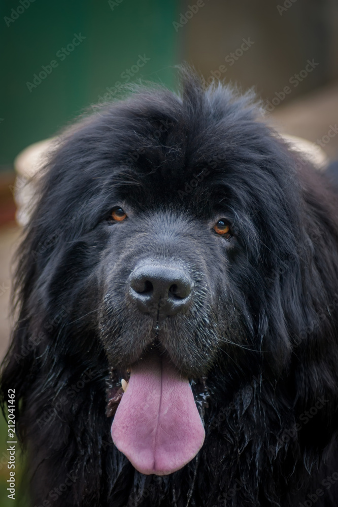 Fototapeta premium Newfoundland Dog Face with Tongue Sticking Out