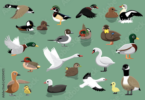 Valokuvatapetti US Ducks Cartoon Vector Illustration