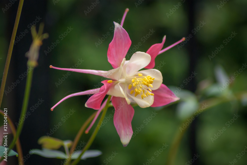 Single Pink and White Aquilegia Single Pink and White Aquilegia