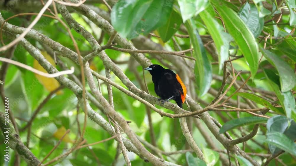 Passerini's tanager male bird in the rain forest. Passerini's tanager, Ramphocelus passerinii, is a medium-sized passerine bird. This tanager is a resident breeder in the Caribbean lowlands. Passerini's tanager male bird in the rain forest. Passerini's tanager, Ramphocelus passerinii, is a medium-sized passerine bird. This tanager is a resident breeder in the Caribbean lowlands.