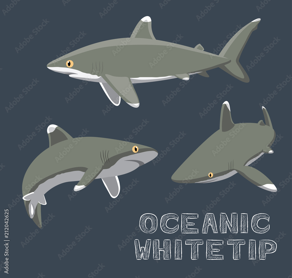 Fototapeta premium Oceanic Whitetip Cartoon Vector Illustration