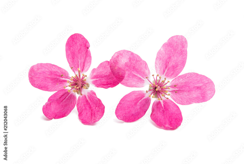pink flowers of apple-tree isolated pink flowers of apple-tree isolated