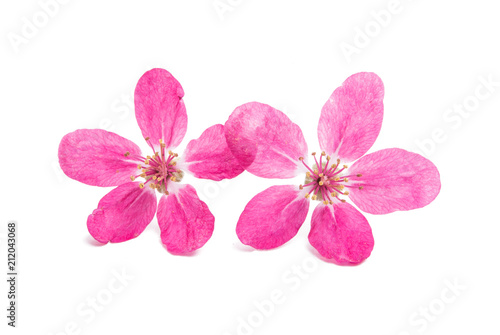 pink flowers of apple-tree isolated