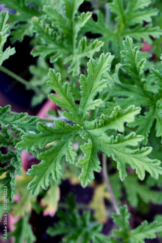 Close up view of scented rose geranium herb leaves Close up view of scented rose geranium herb leaves
