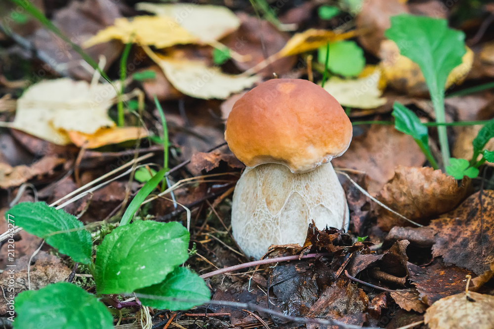 porcini autumn in the forest. Mushroom in foliage close up porcini autumn in the forest. Mushroom in foliage close up