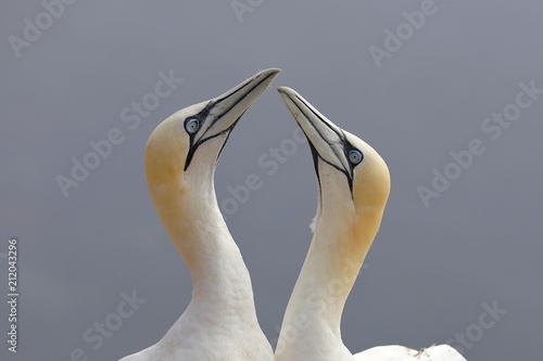 Close up of two horthern gannets  photo