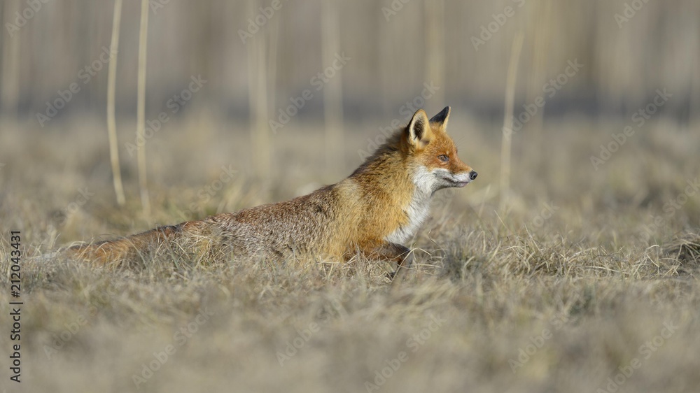 Red fox (Vulpes vulpes), hunting, in a meadow, Moravia, Czech Republic, Europe Red fox (Vulpes vulpes), hunting, in a meadow, Moravia, Czech Republic, Europe