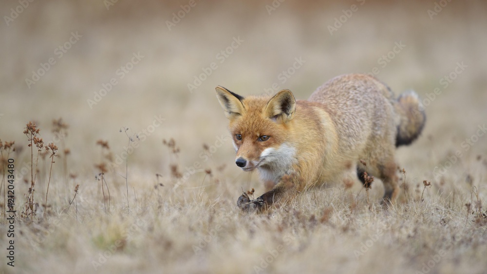 Red fox (Vulpes vulpes), runs in Meadow, Moravia, Czech Republic, Europe Red fox (Vulpes vulpes), runs in Meadow, Moravia, Czech Republic, Europe