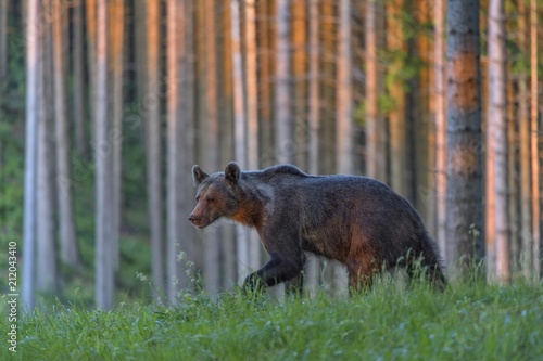 Brown bear (Ursus arctos), running through grass in spruce high forest, evening light, Mala Fatra, Little Fatra, Slovakia, Europe photo