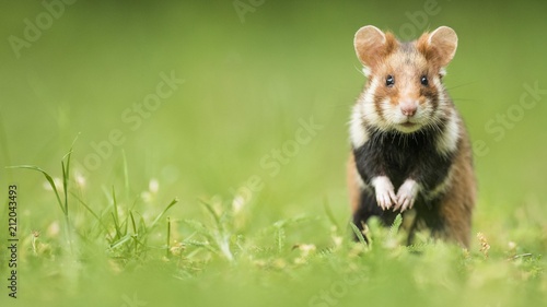 European hamster (Cricetus cricetus) standing on the hind legs, natural habitat, wild animal, Lower Austria, Austria, Europe